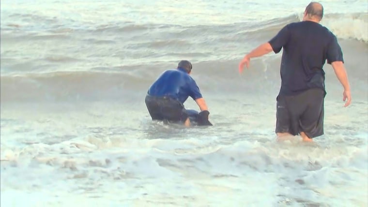 Kerry Sanders works to rescue a baby dolphin on the beach in Marco Island, Florida.