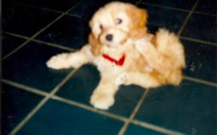 Kate Griffin's dog, Cami, as a puppy