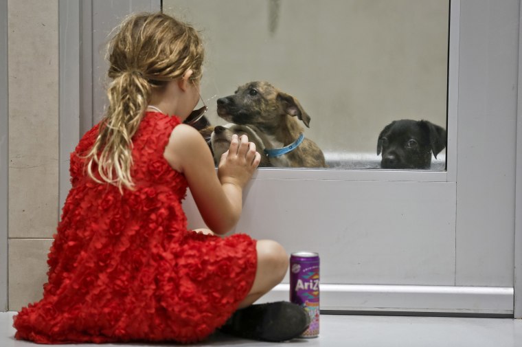 Image: A young girl sits and plays through a glass door with puppies secured inside a kennel at an animal shelter, Aug. 24, 2017, in New York.