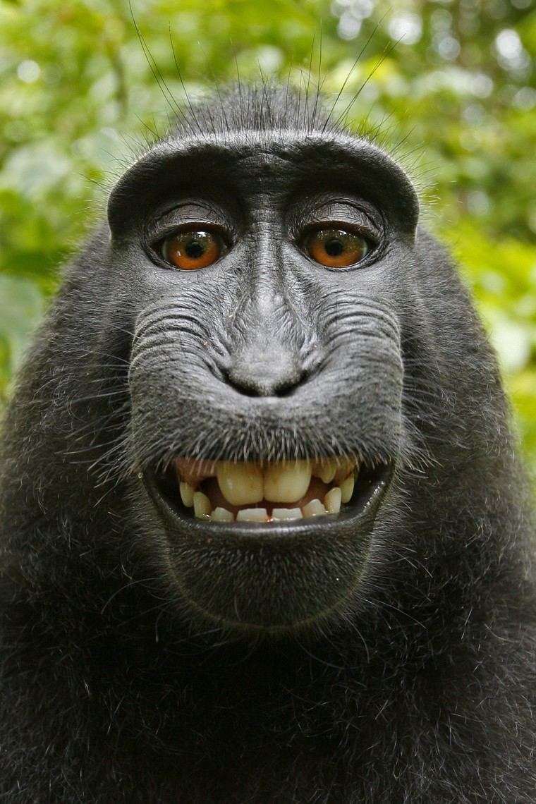 Image: Monkey Takes Photos On Camera