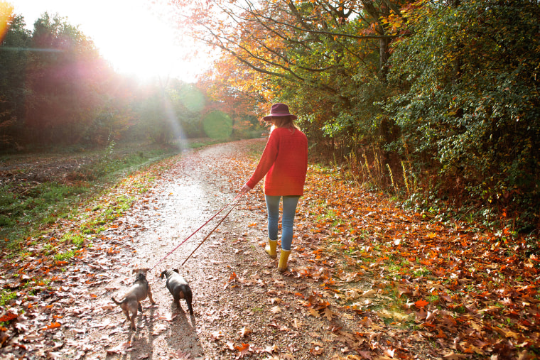 Image: A woman walks dogs in an autumn woodland