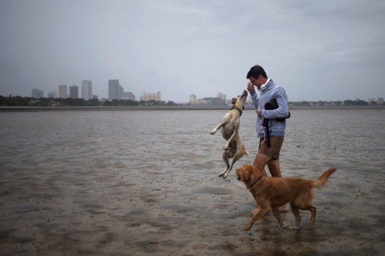 Image: The Tampa skyline is seen in the background as local resident plays with his dogs in Hillsborough Bay ahead of Hurricane Irma in Tampa