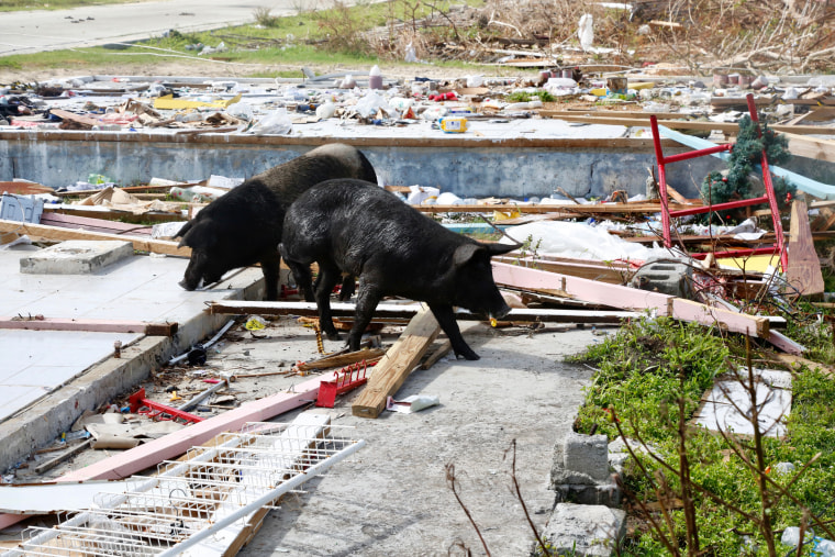 Image: Pigs scrounge through the remnants of a grocery store and clothing store one week after Hurricane Irma wiped out Barbuda's infrastructure.