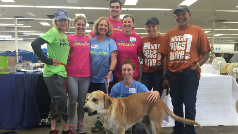 Renee Zellweger volunteered with Houston Pets Alive!