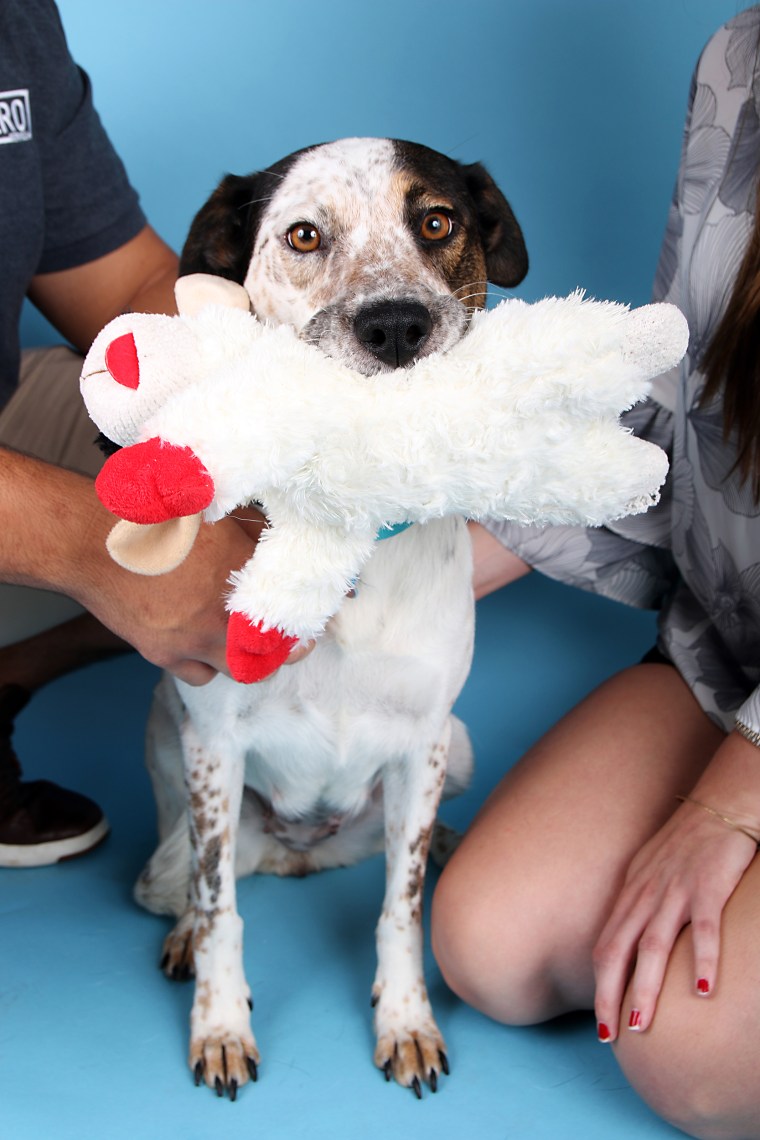 Dog abandoned by the side of the road in Dallas is adopted