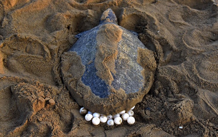 Image: An Olive Ridley Turtle lays her eggs in the sand at Rushikulya Beach