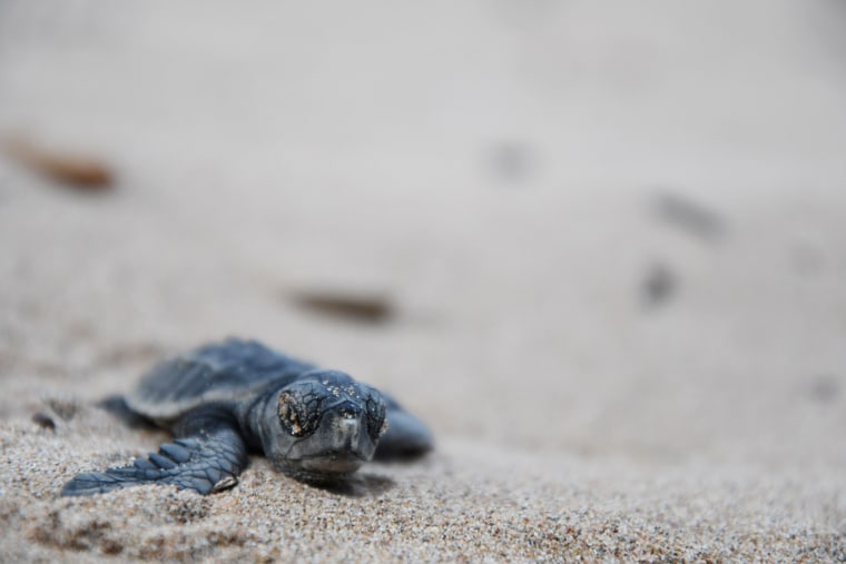 Image: A baby sea turtle heads to the sea