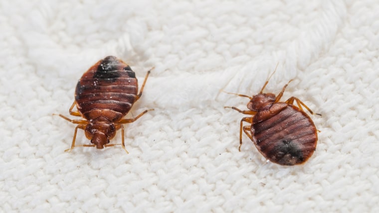 Bedbugs on a bed sheet