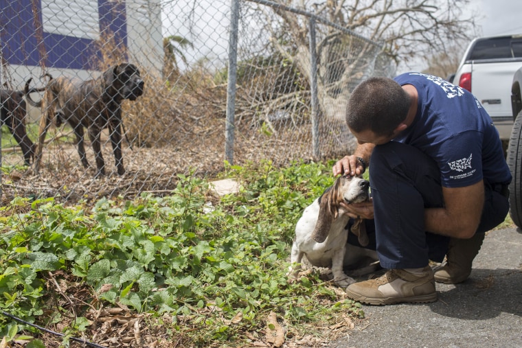 Hurricane Maria Response to help animals