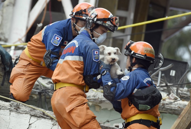 Image: A schnauzer dog who survived the quake is pulled out of the rubble