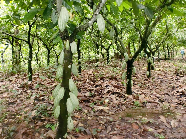 Image: Cocoa Beans