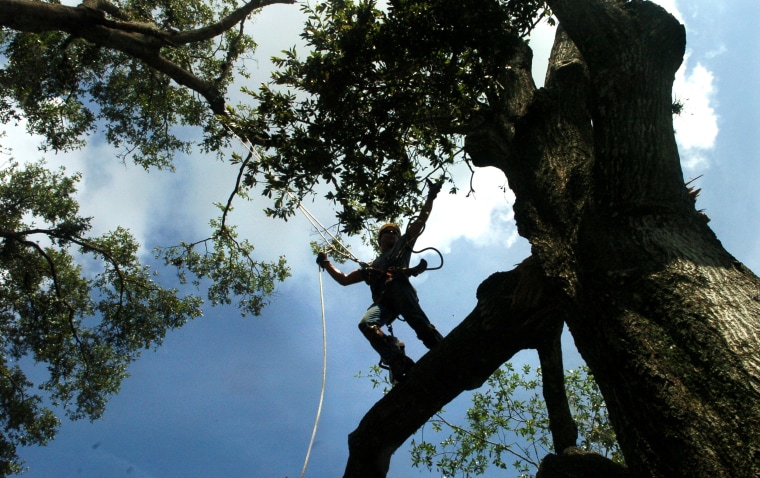 Image: Asplundh Tree Service