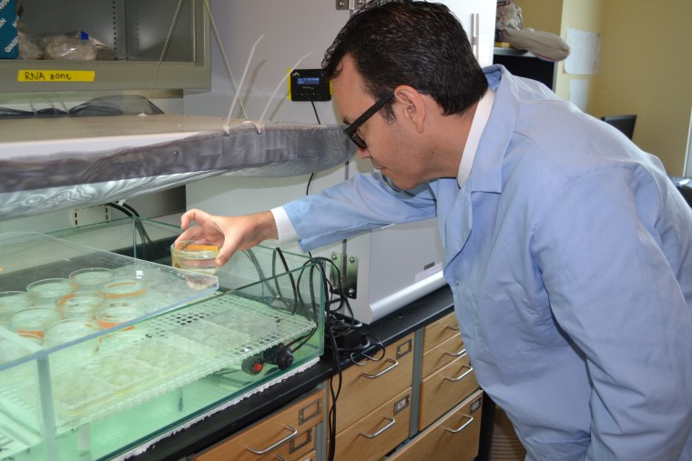 Florida International University Marine Scientist Mauricio Rodriguez-Lanetty observes small corals growing in one of the university laboratories.
