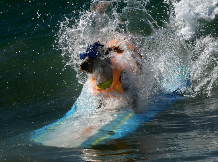 Image: Surfer dog Derby wipes out in his heat during the annual Surf City Surf Dog event at Huntington Beach