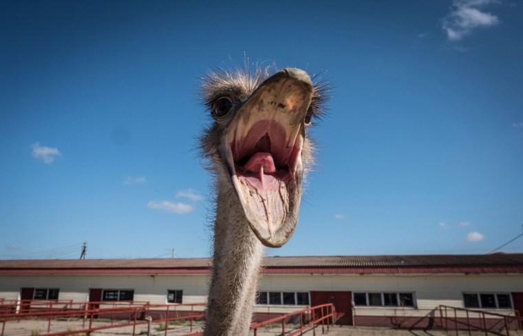 Image: An ostrich reacts inside an enclosure at a farm near the town of Chekhov, Russia