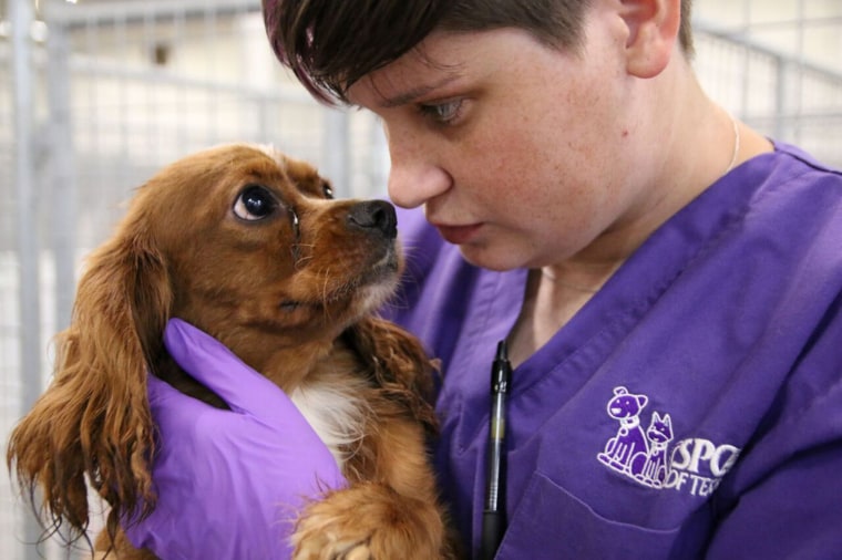 SPCA of Texas puppy mill bust