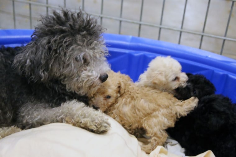 SPCA of Texas puppy mill bust 