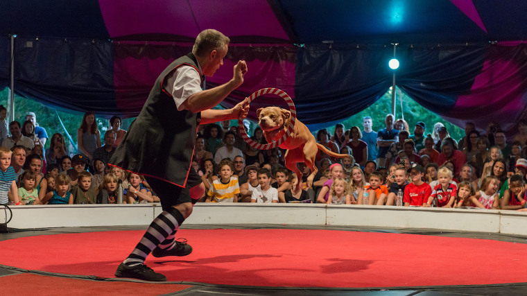 One of Rosie's signature tricks is leaping through ever-smaller rings. 