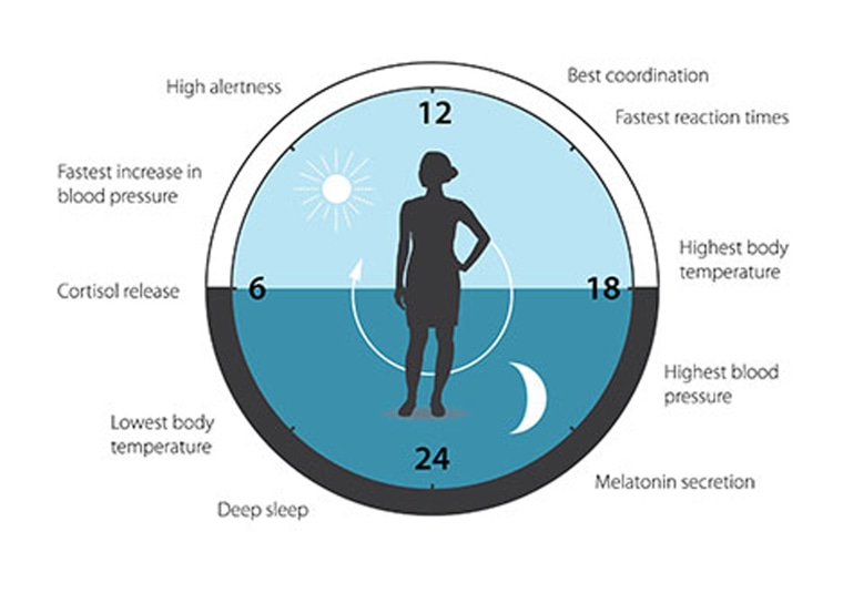 The circadian helps to regulate sleep patterns, feeding behavior, hormone release, blood pressure and body temperature. A large proportion of our genes are regulated by the clock.