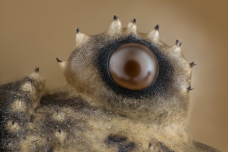 Charles Krebs Photography  Issaquah, Washington, USA  Opiliones (daddy longlegs) eye