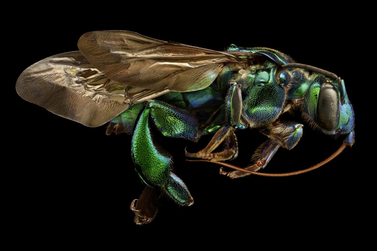 Levon Biss Photography Ltd Ramsbury, United Kingdom  Exaerete frontalis (orchid cuckoo bee) from the collections of the Oxford University Museum of Natural History