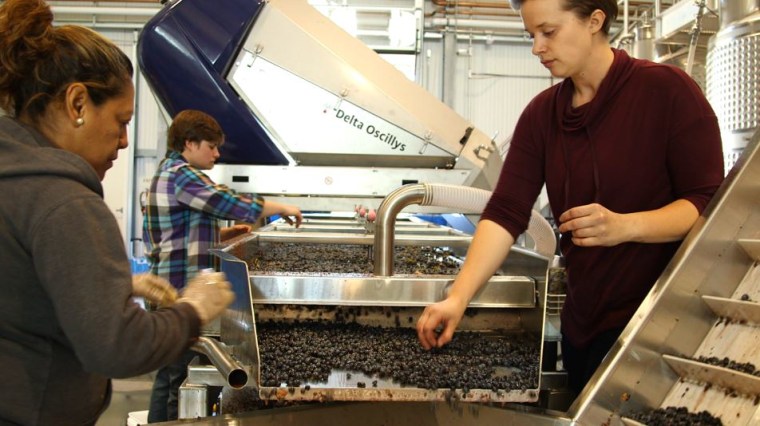 The winery crew at Crocker &amp; Starr Winery in St. Helena, California, uses mechanized sorting tables as well as hand sorting to ensure only the highest quality grapes make it into their wine.