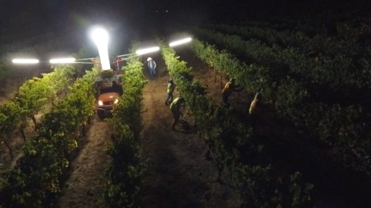 Lee Hudson's vineyard crew picks rows of Merlot grapes in the pre-dawn hours to ensure the grapes stay cool.