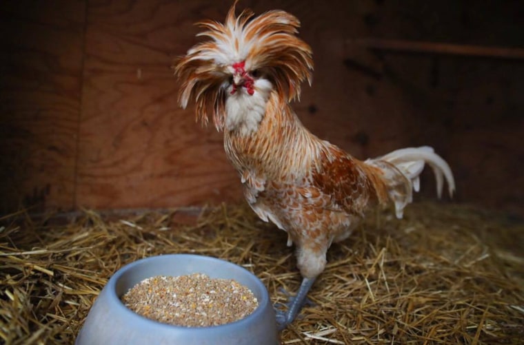 Rooster rescued from Appalachian Trail has new life on animal sanctuary