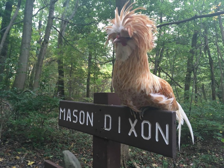 Hiker rescues rooster on Appalachian Trail