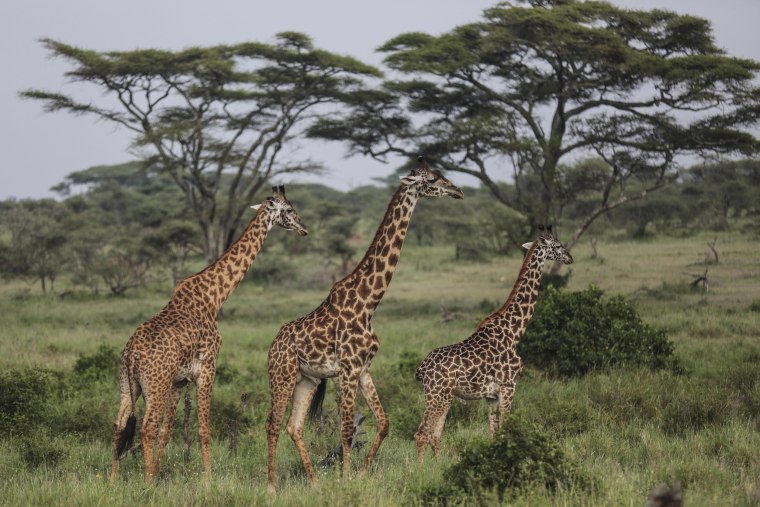 Image: Giraffes walk through Tanzania's Serengeti National Park