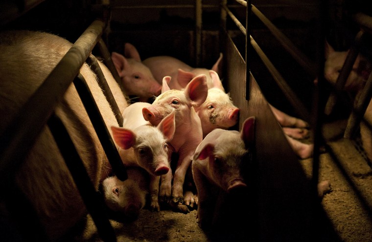 Image: General Views Of Pig Farming At A Lehmann Bros. Farm LLC