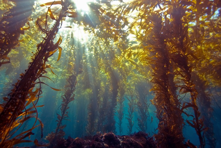 Sunlight through kelp forest