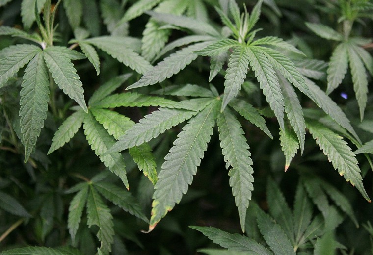 Image: Leaves of a mature marijuana plant are seen in a display