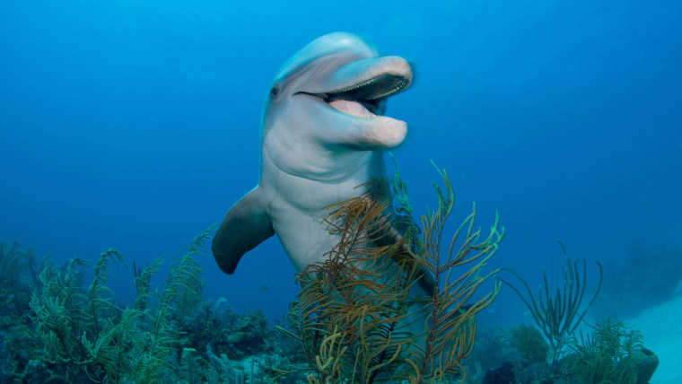 Dolphin underwater