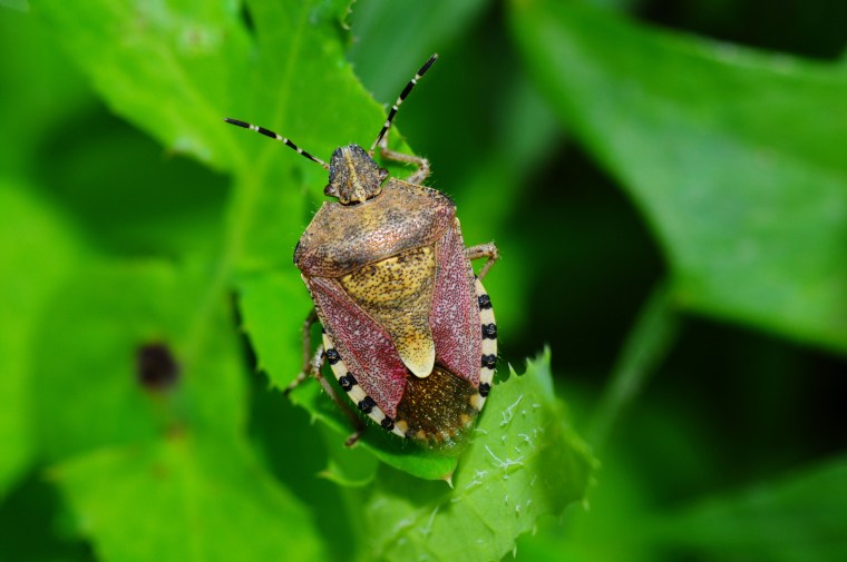 Stink bug how to deal