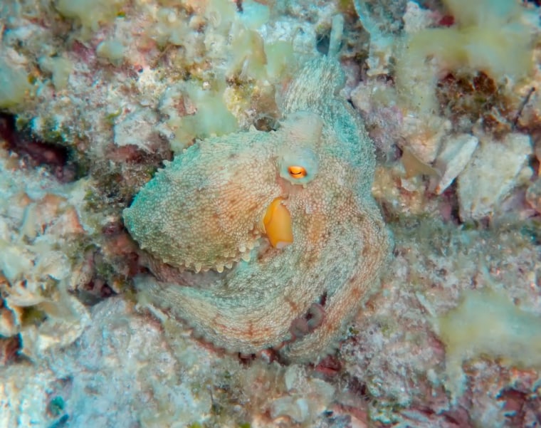 Camouflaged Mediterranean octopus