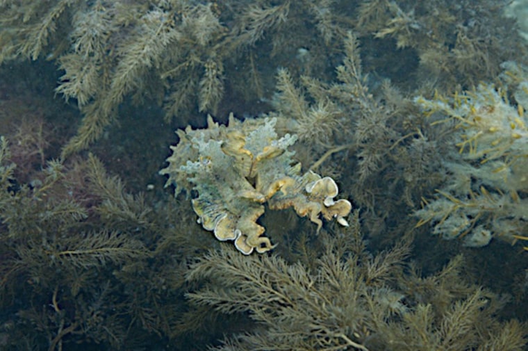 Image: Cuttlefish