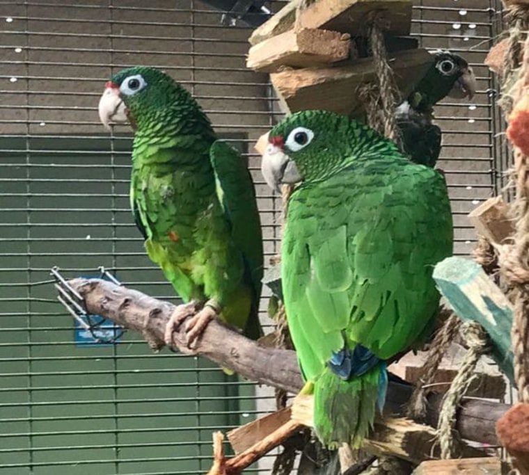 A couple of endangered Puerto Rican Parrots at an aviary in El Yunque rainforest, in Puerto Rico.