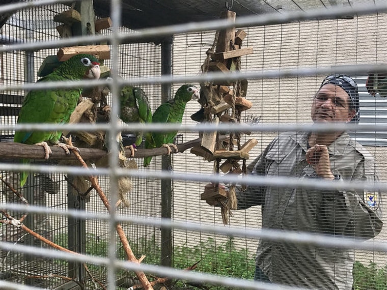 Biologist Jafet Velez with two of the endangered Puerto Rican Parrots that live at an aviary in the El Yunque Rainforest.