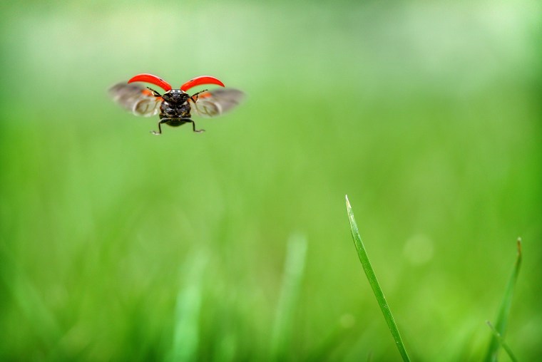 LADYBUG IN FLIGHT