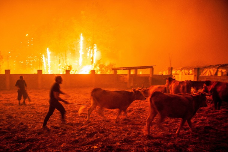 Image: Men gather cattle during a forest fire in Vieira de Leiria