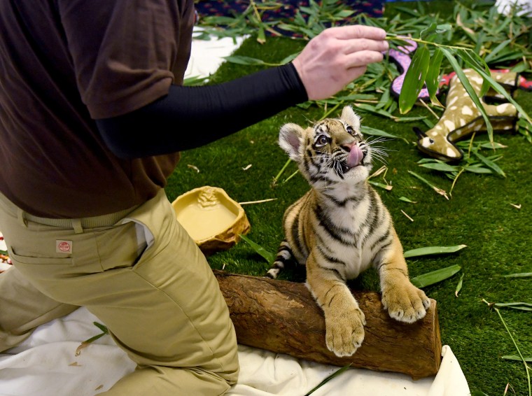Image: A young Bengal tiger cub smuggled into the U.S. and seized at the Mexico border is displayed for the media during Operation Jungle Book at the U.S. Fish and Wildlife Service in Torrance, California on Oct. 20, 2017.