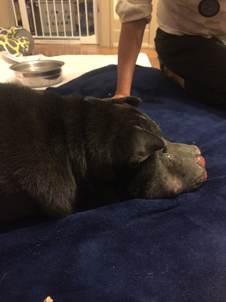 Hippo, a dying shelter dog, was shown love on his last day