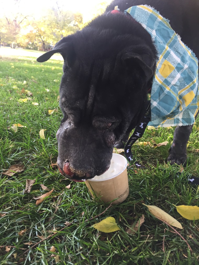 Hippo, a dying shelter dog, enjoyed treats on his last day