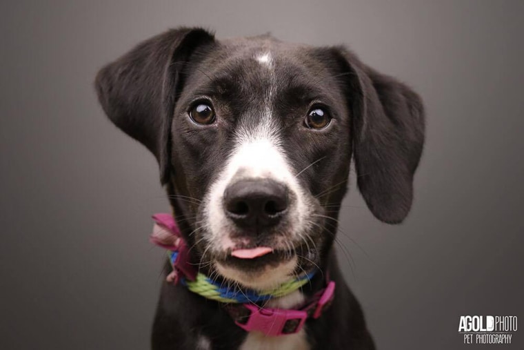 This pupper is part of Adam Goldberg's Pit Bull Photo Project, despite not displaying what you'd think of as typical pit bull-like physical characteristics.