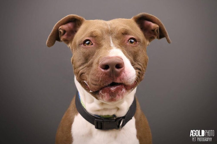 Why Do Pit Bulls Have a Bad Reputation? – Union Lake Veterinary Blog