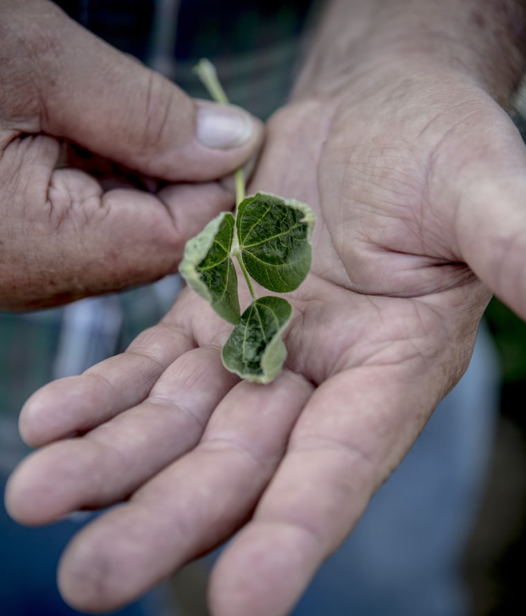 Image: Soybean farmer