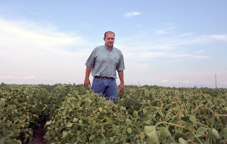 John Weiss looks over his damaged crop on his farm in Dell