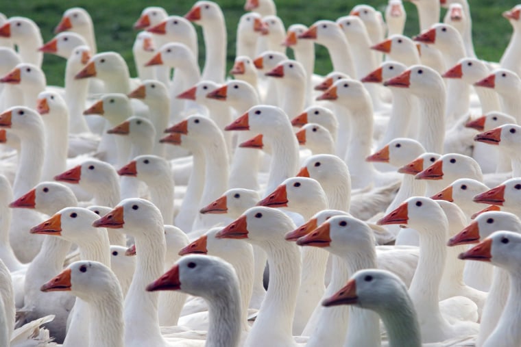 Image: GERMANY-ANIMAL
