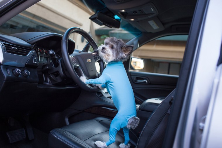 Dog leotards can keep your car clean and make your dog look even more ridiculously cute.